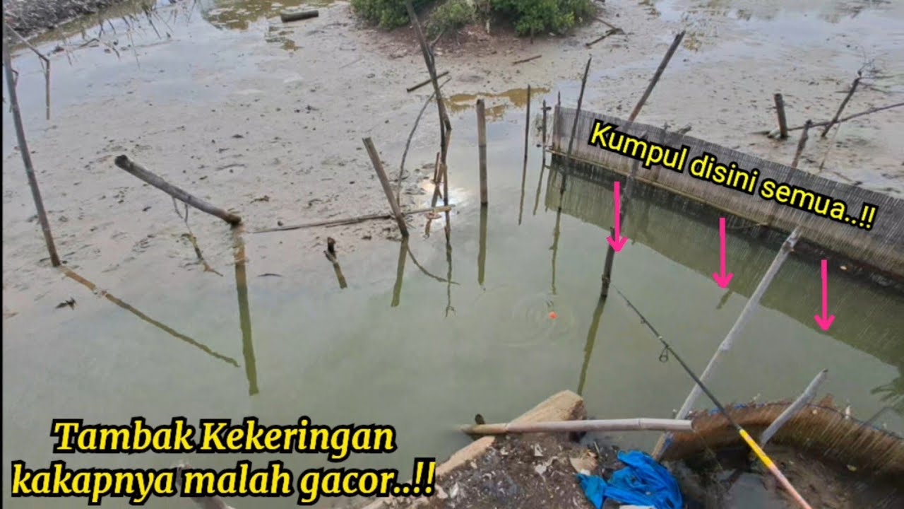 Diluar Perkiraan..!! Ternyata mancing kakap disaat tambak kekeringan lebih gacor.