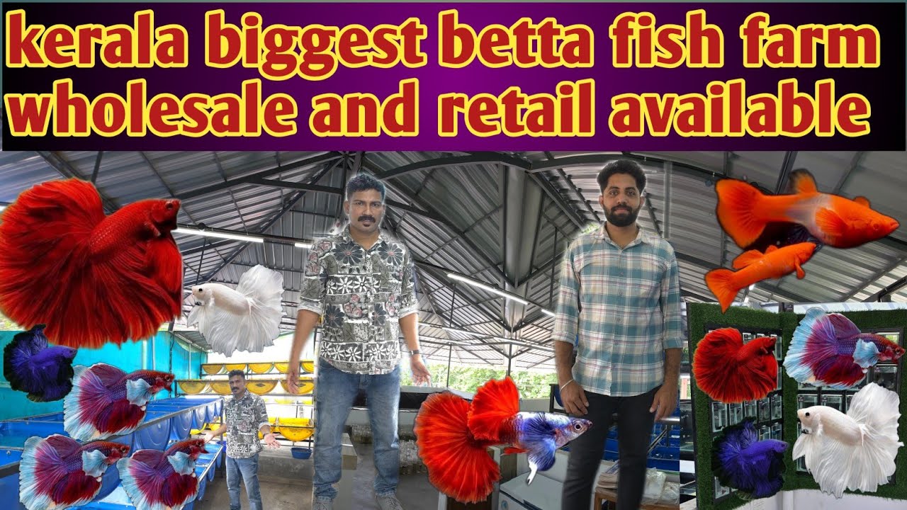 Kerala biggest betta fish farm || wholesale and retail available || open aqua || guppy available ||