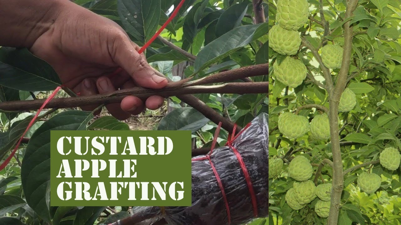 Custard Apple Grafting - Attaching Root