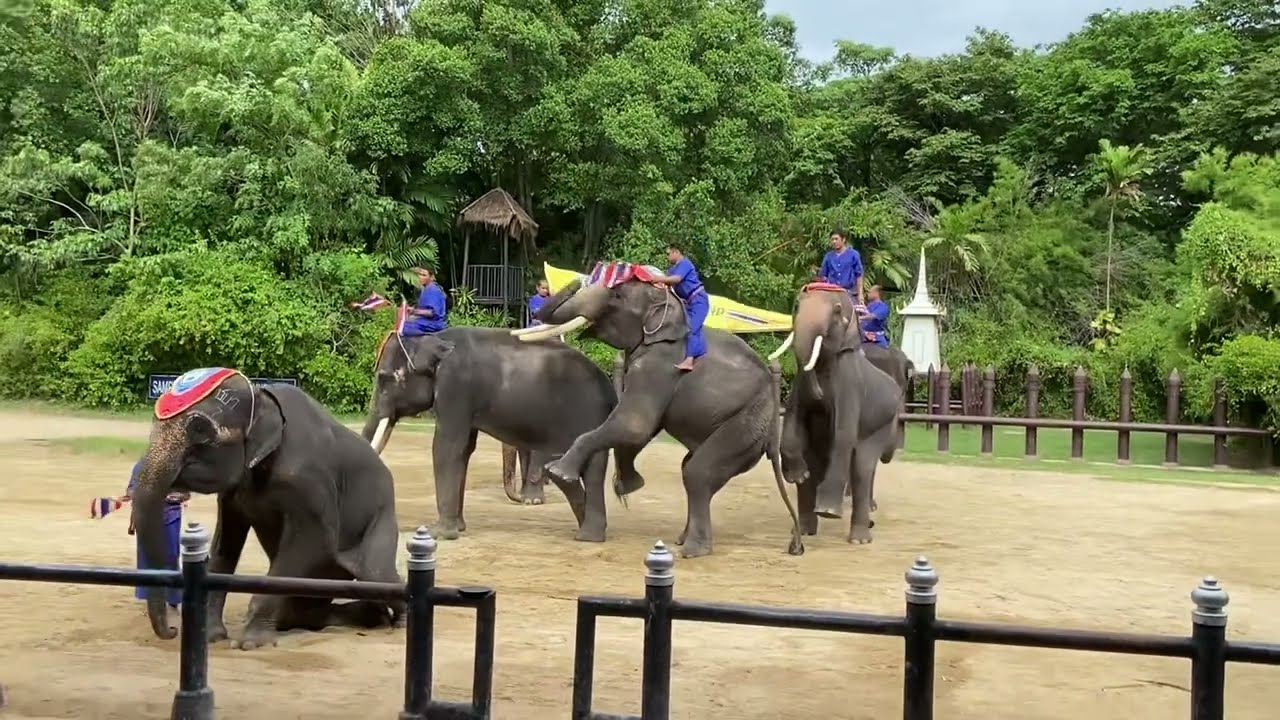 เที่ยว ลานแสดงช้างและฟาร์มจระเข้สามพราน[EP]5