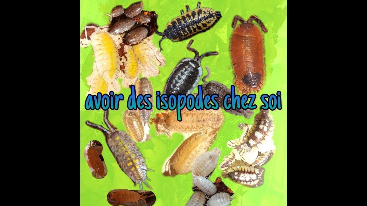 Tout savoir sur les ISOPODES ! (maintien + terrarium)