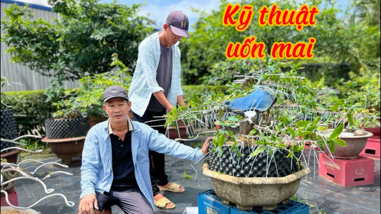 Kỹ thuật uốn mai chia sẽ cô chú anh chị sđt 0934126607,0919237707