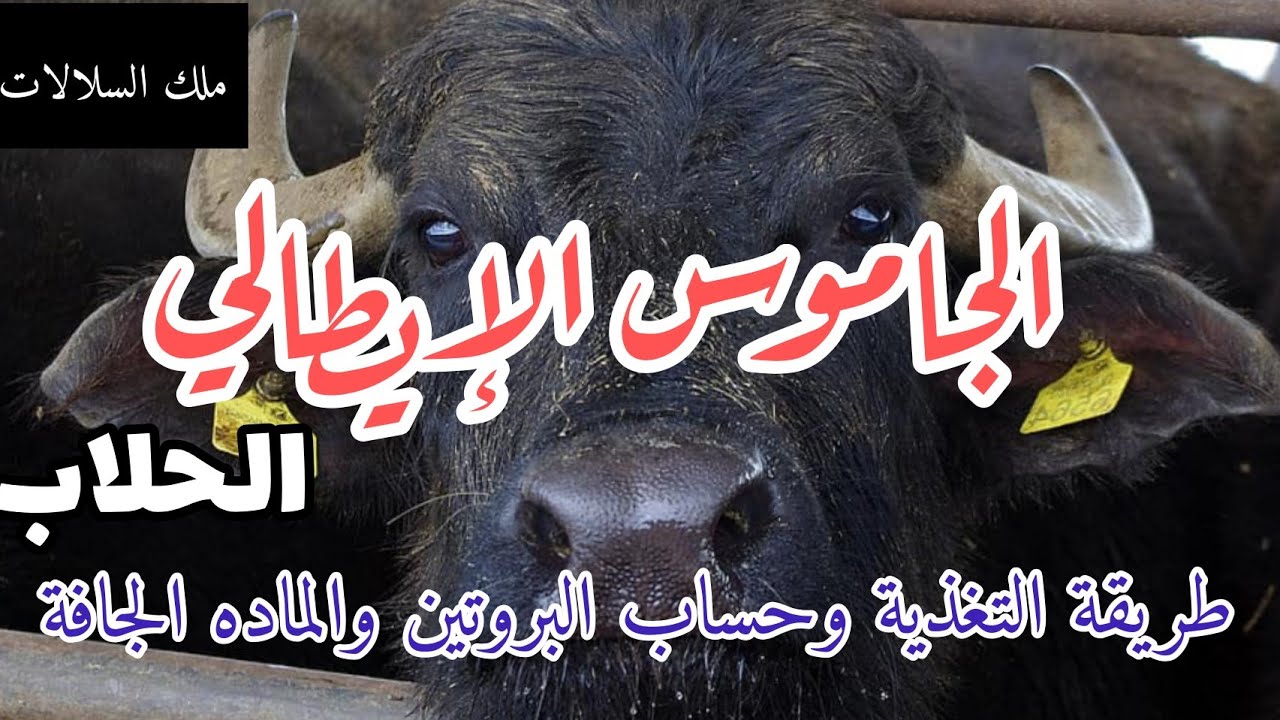 الجاموس الإيطالي طريقة التغذية وحساب البروتين والماده الجافة اللازمه