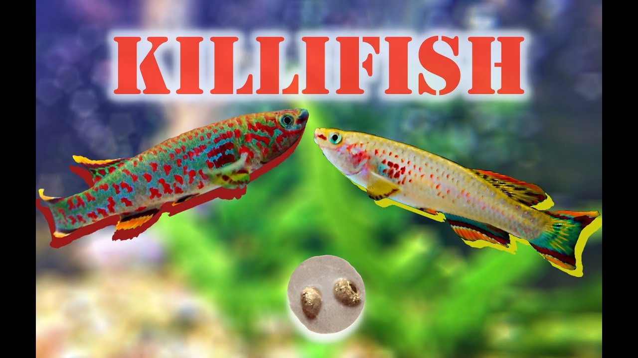 Breeding Killifish (Fundulopanchax gardneri) | Adventure Vlog #34