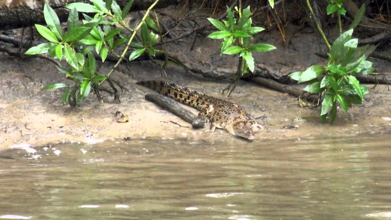 Daintree National Park, Australia