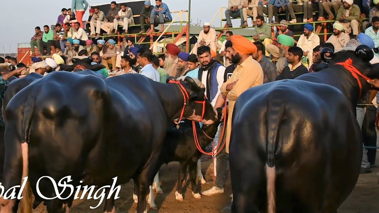Best of Nili Ravi Buffalo Competition Jagraon