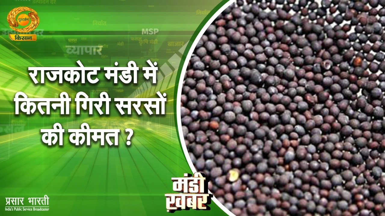 Mandi Khabar | मंडी खबर: राजकोट मंडी में कितनी गिरी सरसों की कीमत? | 14/02/2026