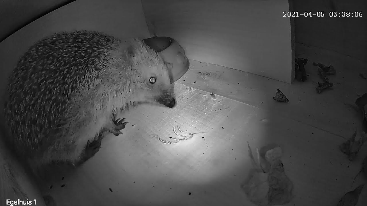 Egel in egelhuis