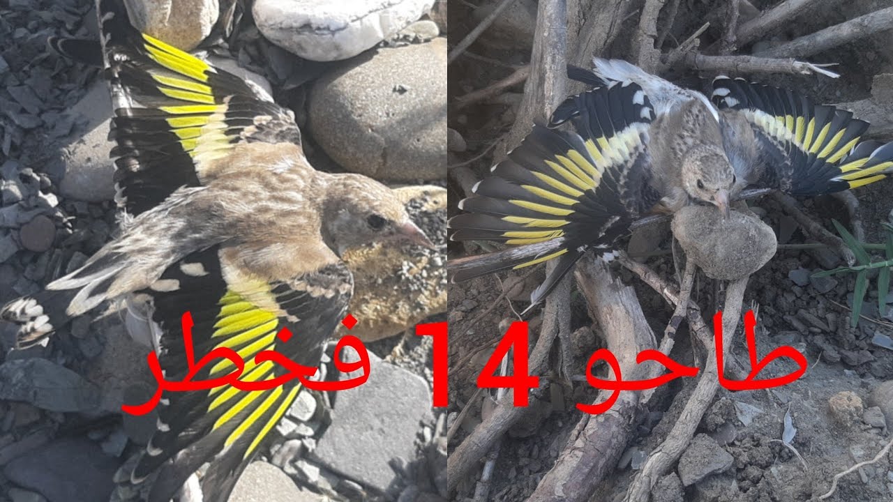 شاهد صيد بكمية صيد فرخ طائر الحسون  بطريقة جهنمية 2025