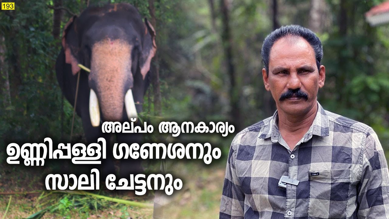 ഉണ്ണിപ്പിള്ളി ഗണേശനും സാലിച്ചേട്ടനും | Kerala Elephants Story