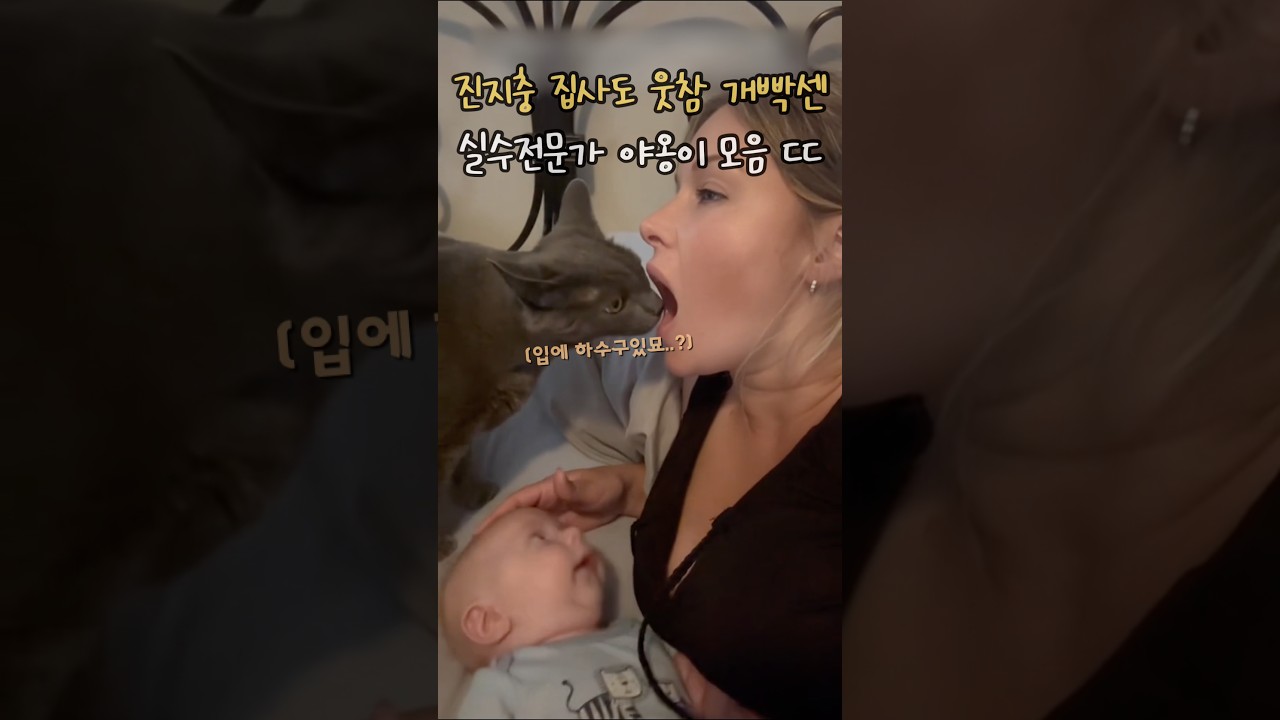 진지충 집사도 웃참 개빡센 실수전문가 고양이 모음 ㄷ ㄷ ㄷ