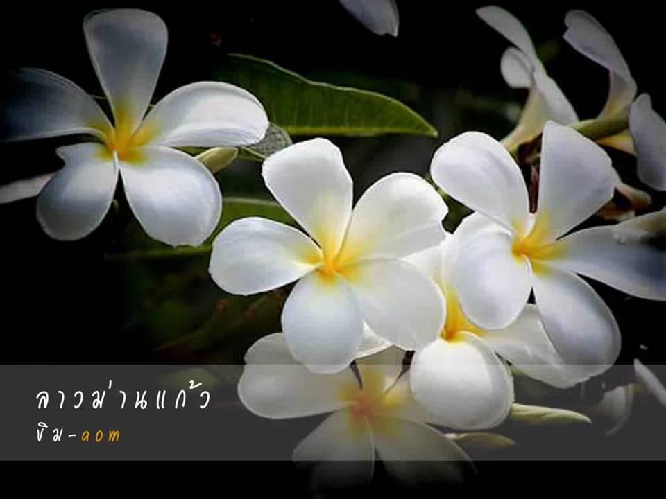 ลาวม่านแก้ว - ขิม