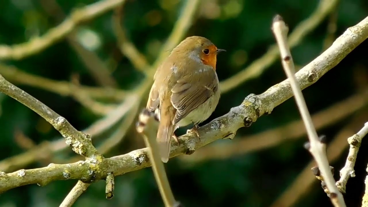 Robins