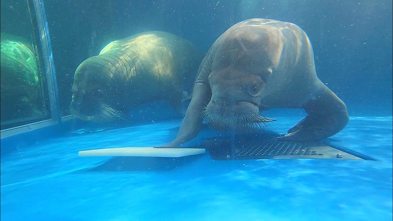 【セイウチ】絶妙な手さばき(脚さばき)でまな板で遊ぶいちこ@鳥羽水族館