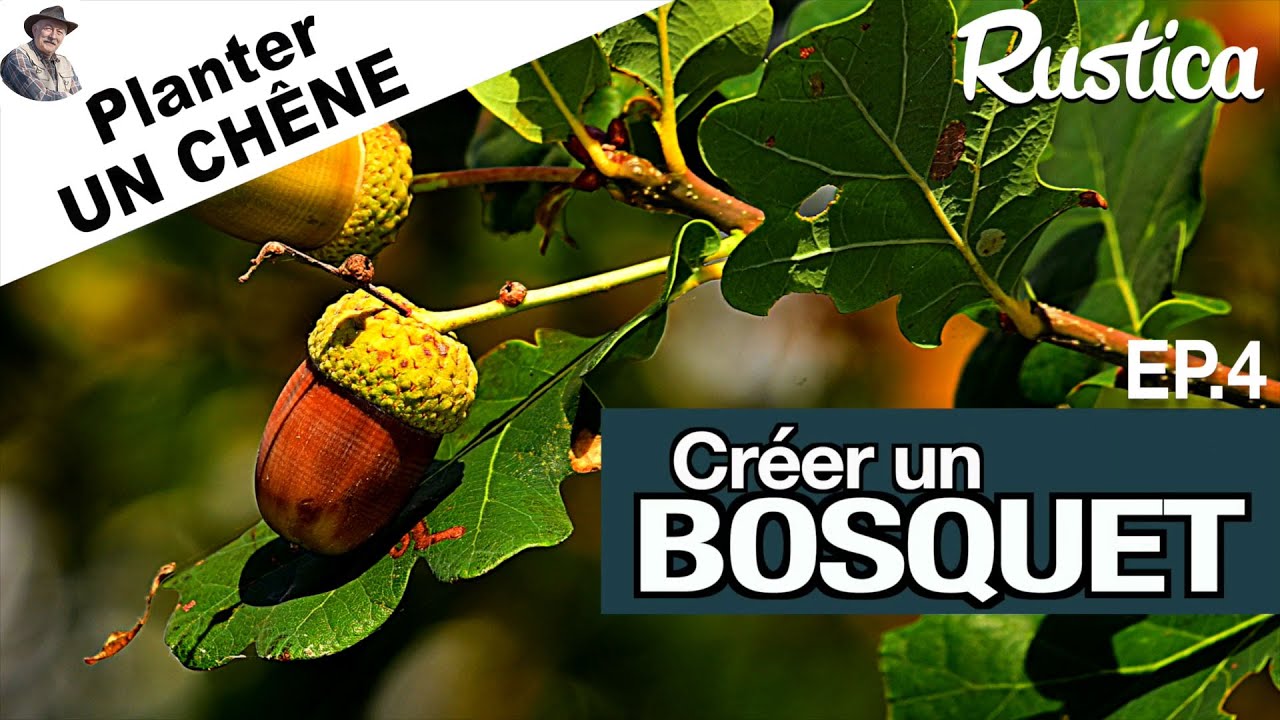 Cr&eacute;er un bosquet &ndash; 4 : Planter un ch&ecirc;ne