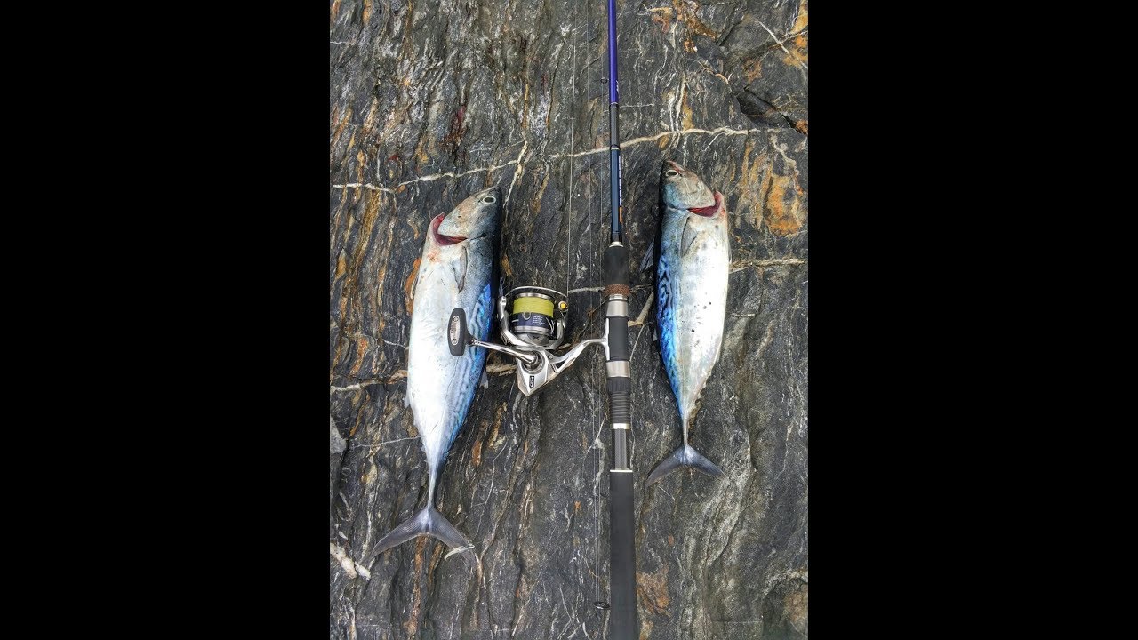 Spin (shore jig) ile Yazılı Orkinos Avı