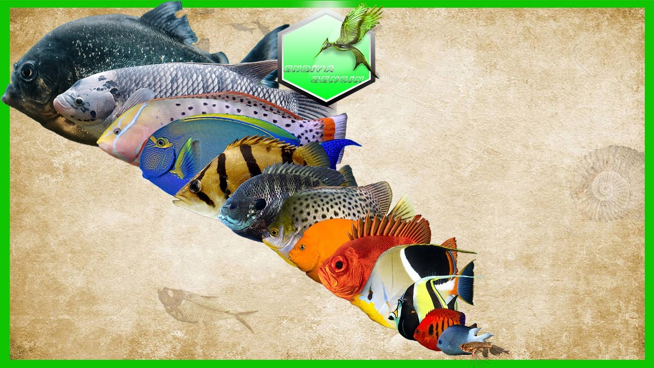 Aquarium Fish Size Comparison [LIVING EXTINCT]