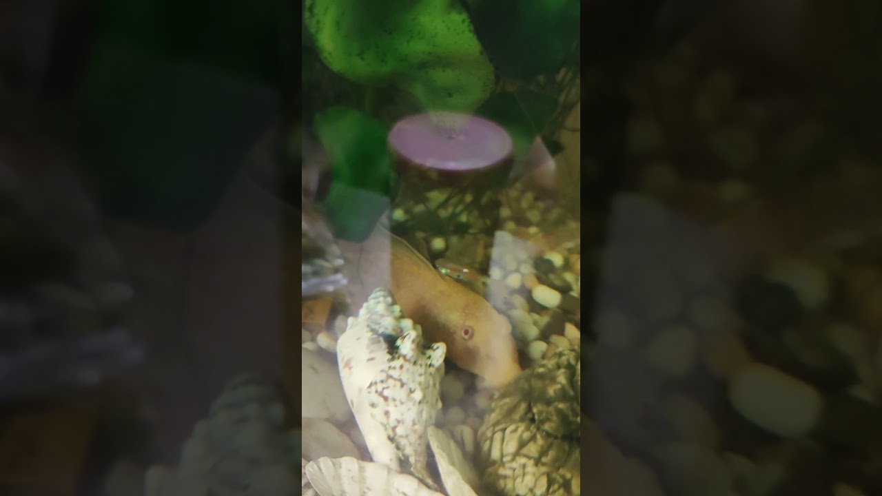 👀Сом спрятался🏰/Catfish hid#сомики#аквариум#аквариумистика#aqarium