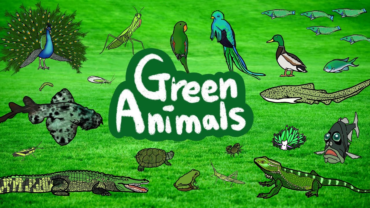 Green Animals | Which creatures are green in color? | Let’s discover green animals | Kids Draw