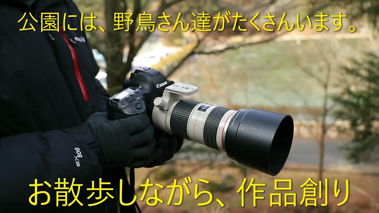 【野鳥撮影 Vlog】大きな公園を散歩しながら、野鳥撮影しました。