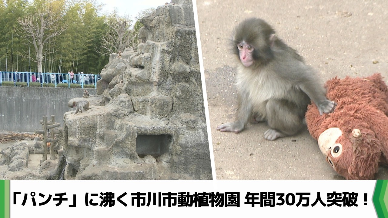 話題の子ザル「パンチ」で市川市動植物園が大人気　年間来園者３０万人を初突破（2026.03.17放送）