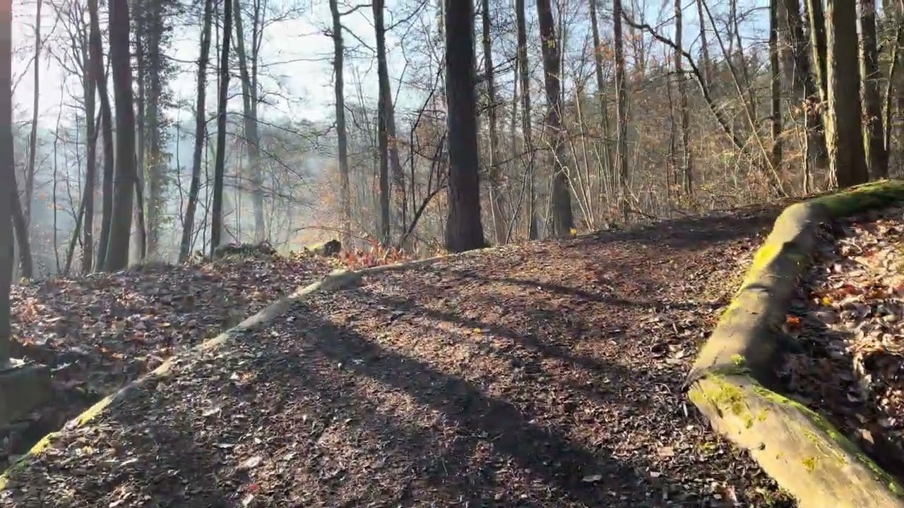 Forest morning walk to calm your mind - short version