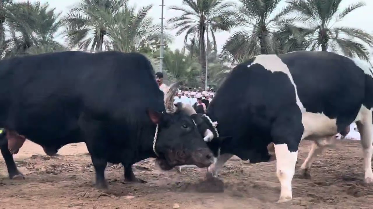 الشبابي & الحدث