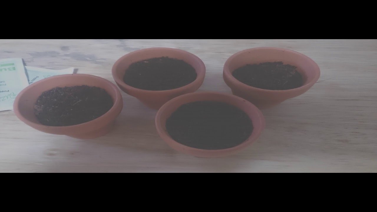 Marias Plant