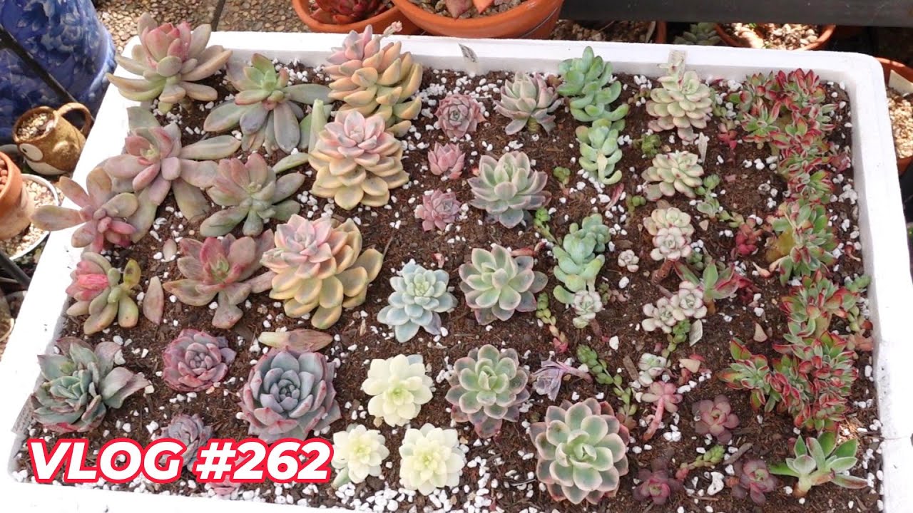 Make Succulent Cuttings Grow Faster | VLOG #262 -  Growing Succulents with LizK