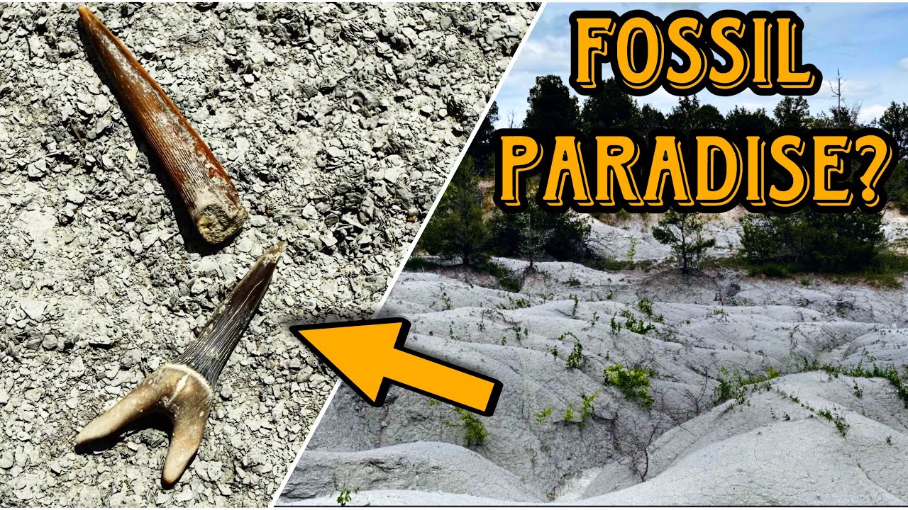 Fossil hunting the Chalk Hills of Alabama!