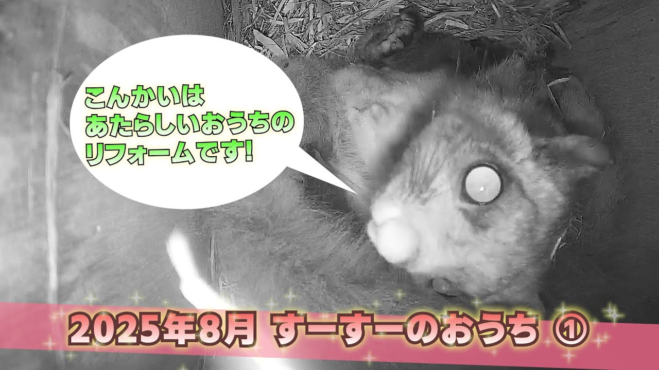 【ムササビのスースー】2025年8月すーすーのおうち①園児たちが作ってくれた新しい巣箱の様子を見にきたようです