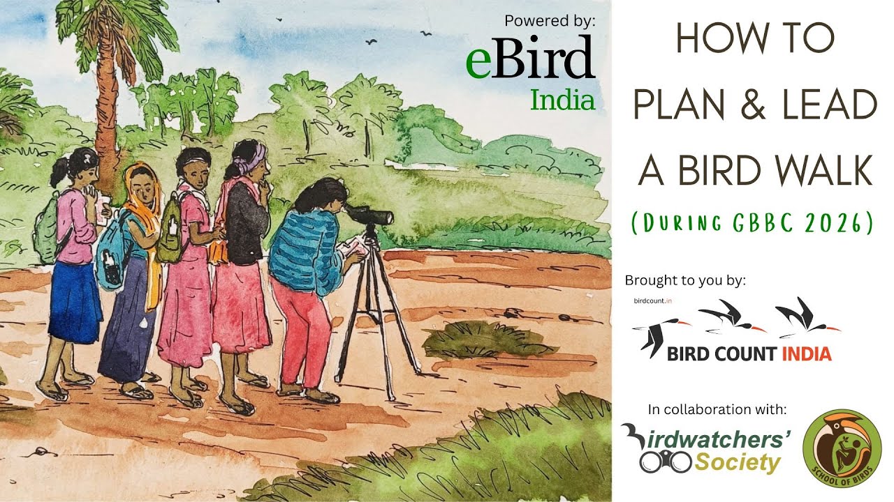 How to Conduct a Bird Walk