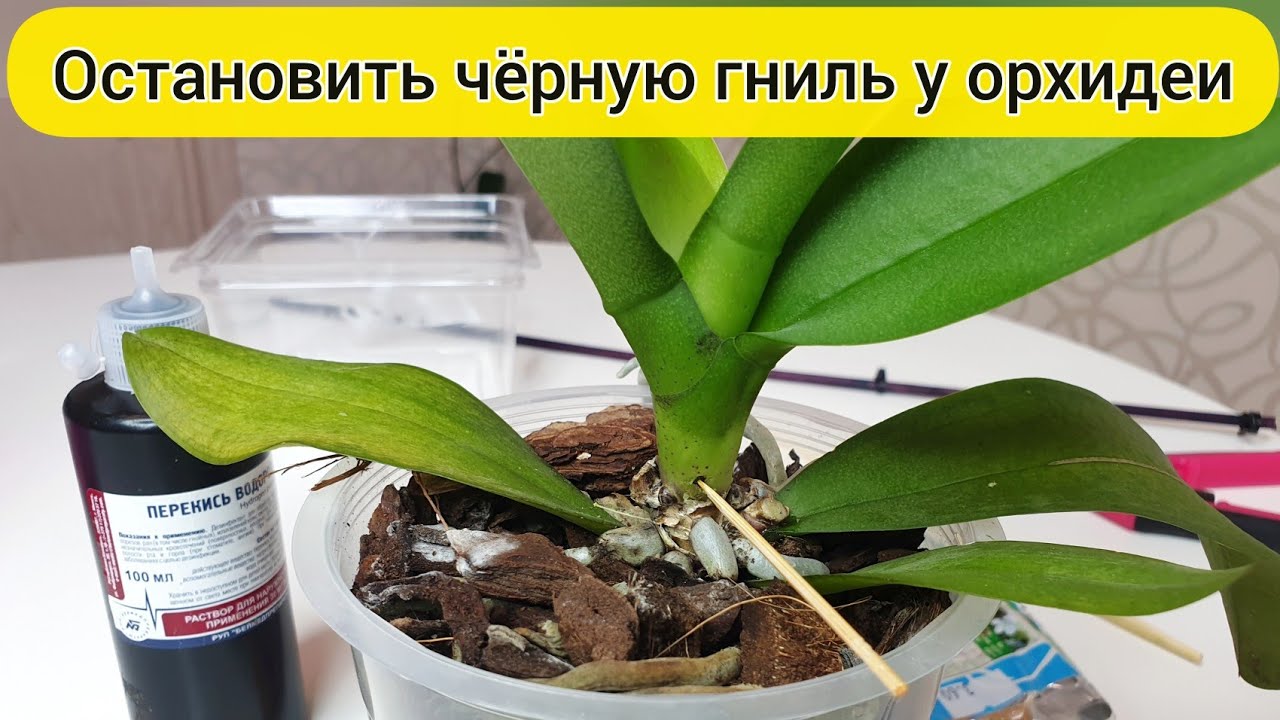 Осторожно черная ГНИЛЬ ОРХИДЕИ // РЕАНИМАЦИЯ орхидеи препарат МАКСИМ + СВИТЧ от гнили орхидеи