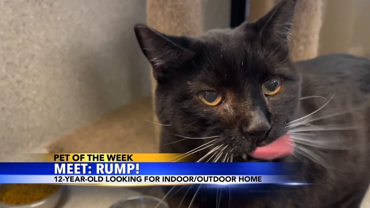 Pet of the Week: Rump