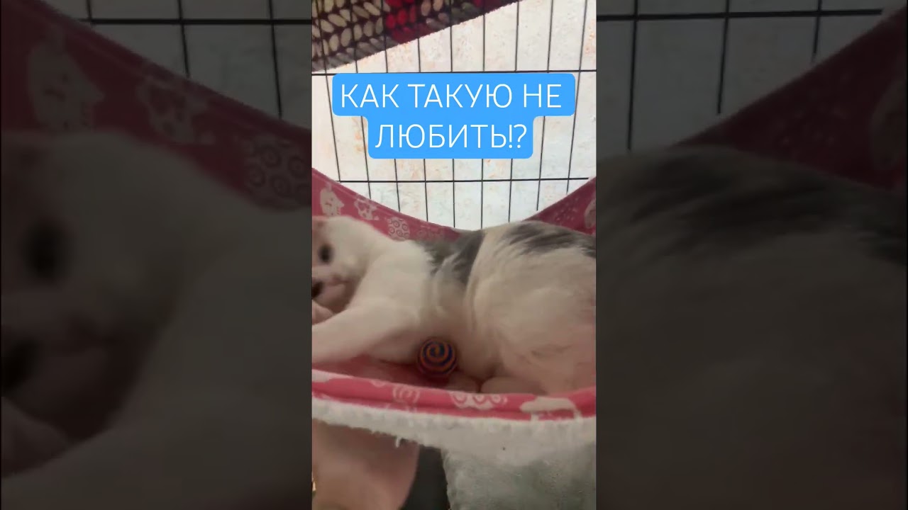 #catvideo