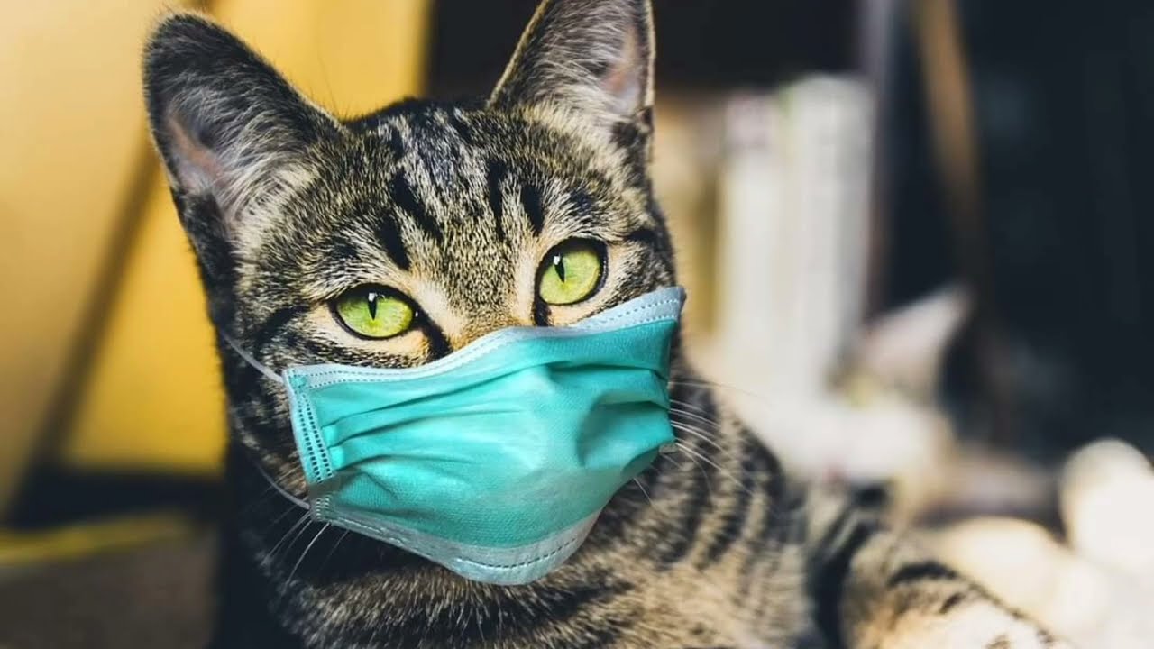 Kedi grip olmasın !