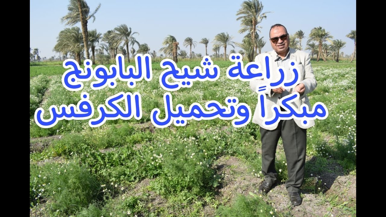زراعة شيح البابونج مبكراً وتحميل الكرفس