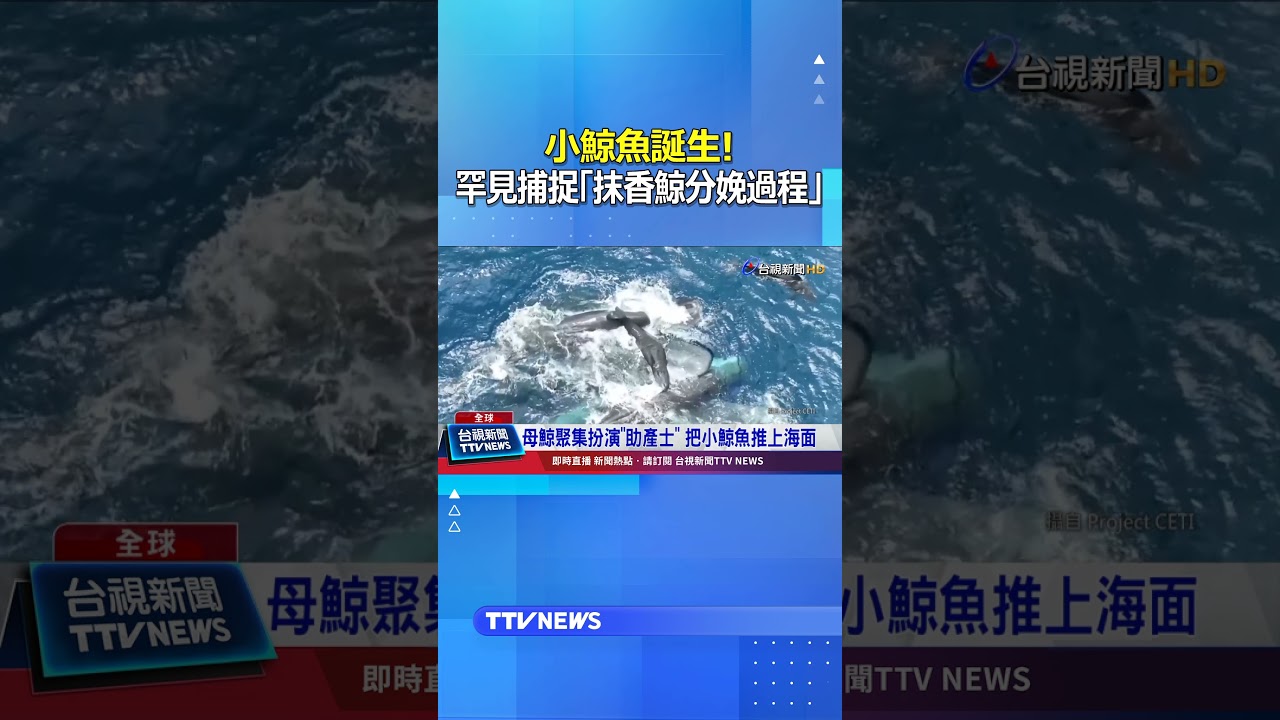 小鯨魚誕生！ 罕見捕捉「抹香鯨分娩過程」 #抹香鯨