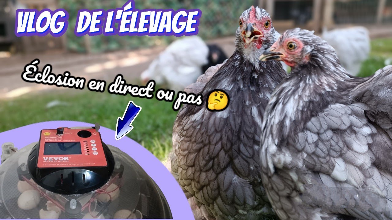 VLOG sur l'élevage de poule pekin et brahma ... éclosion en direct ou pas 🤔