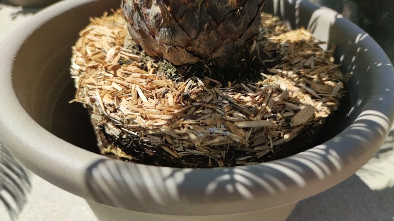 Japanischer Sagopalmfarn Palmfarn richtig umtopfen Cycas revoluta ideales Substrat pflanzen umtopfen