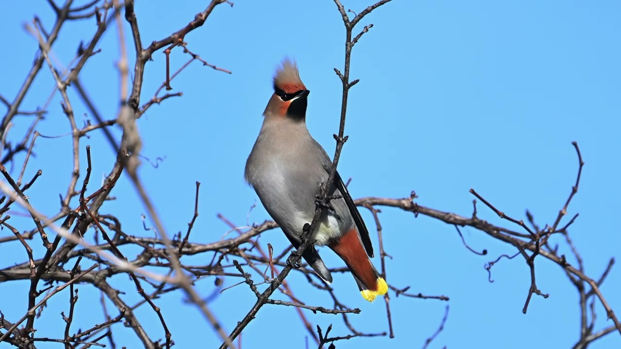 Birds Of Spring
