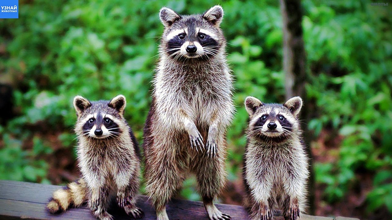 Как Еноты поселились рядом с Людьми и стали наводить свои Порядки!