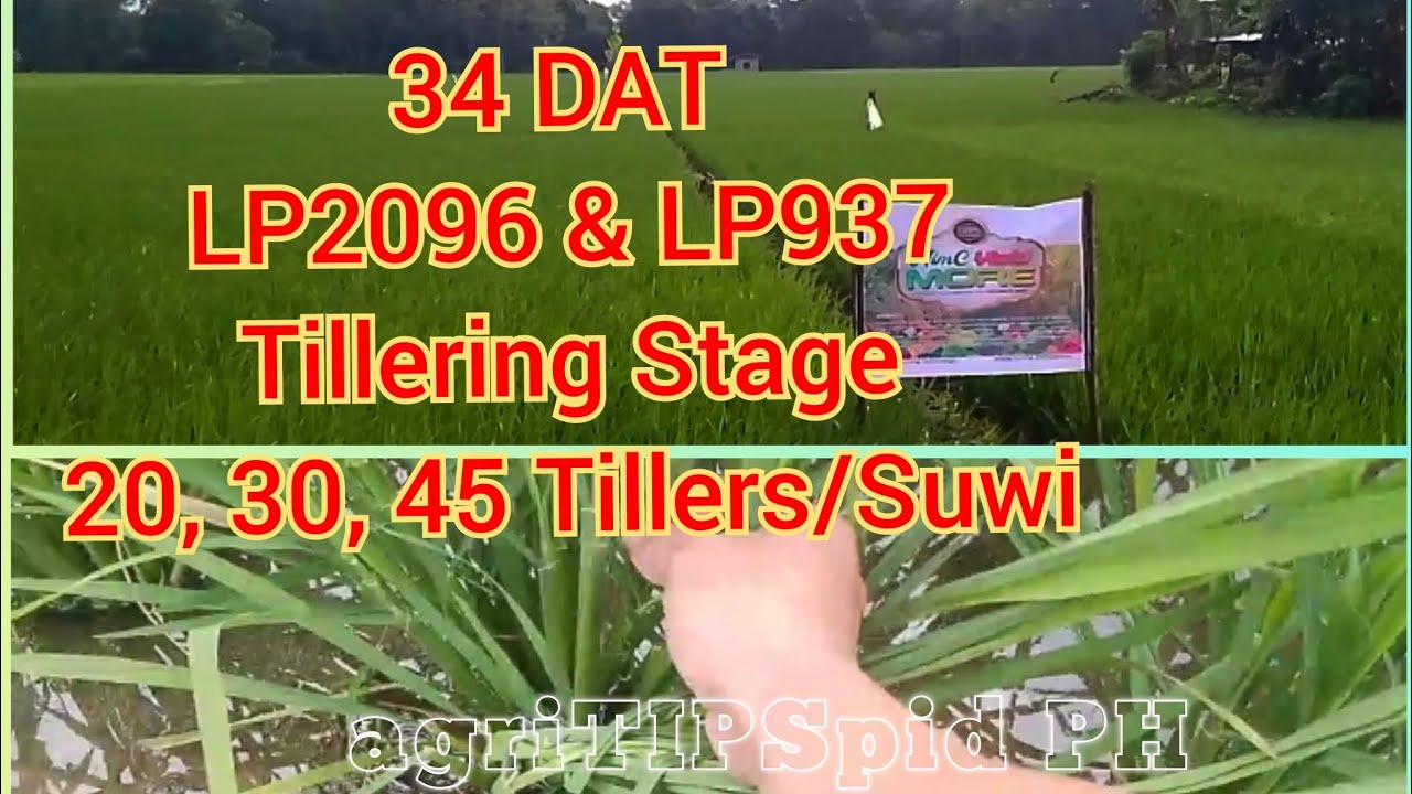 32 DAT 20, 30, 45 Tillers| Tillering Stage LP2096 & LP937 Hybrid| above 250 Cavans/Ha. Target Yield