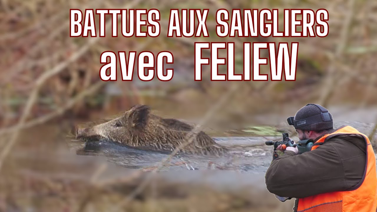 Battues aux sangliers avec 