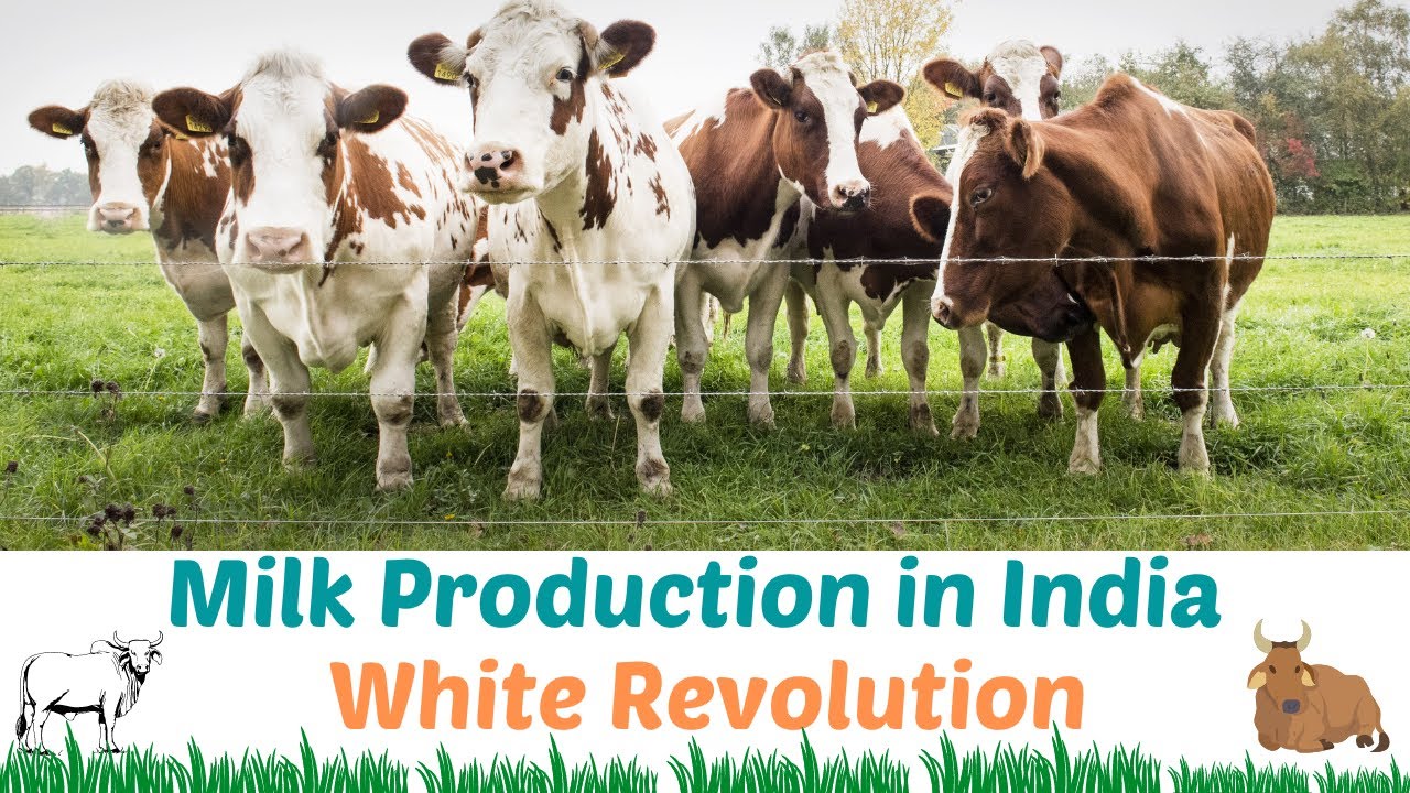 Milk Production in India || White Revolution || @vidavvidya