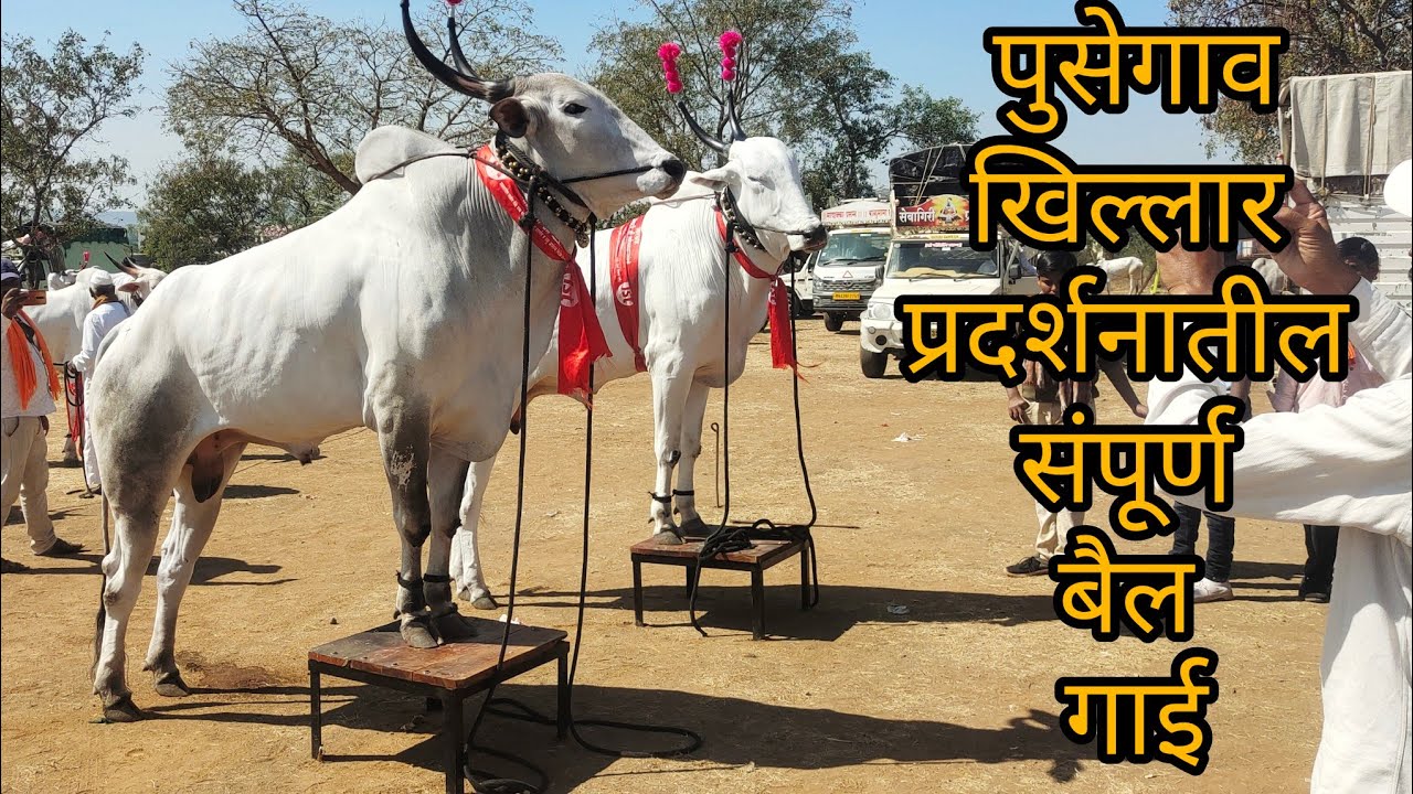 पुसेगाव खिलार प्रदर्शन सर्व टॉपच्या वस्तू प्रदर्शनात संपूर्ण प्रदर्शनाचा व्हिडिओ निसर्गाची नाळ