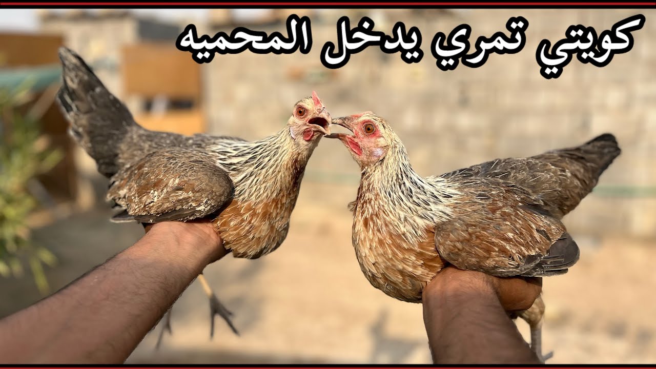 جبت كويتيات 🐓تمري طلعت الشمسيات 🐔هديه 30 الف مشترك🥰