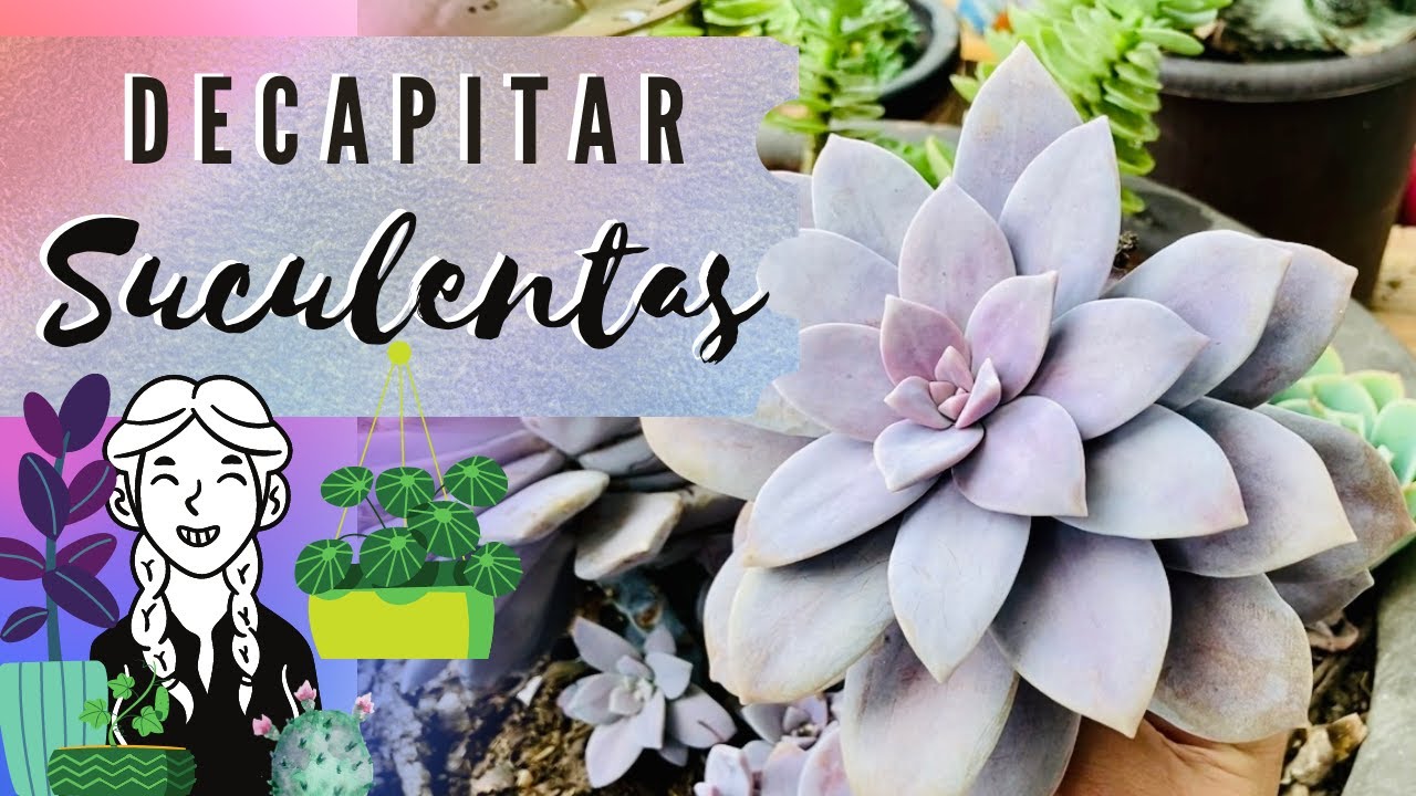 Como decapitar suculentas, ¿cuando debo decapitar? ¿es necesario?