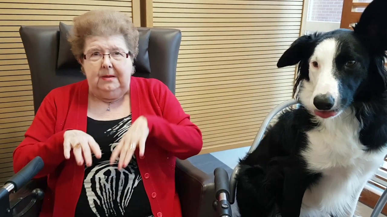 Dans la tête des chiens, la zootherapie