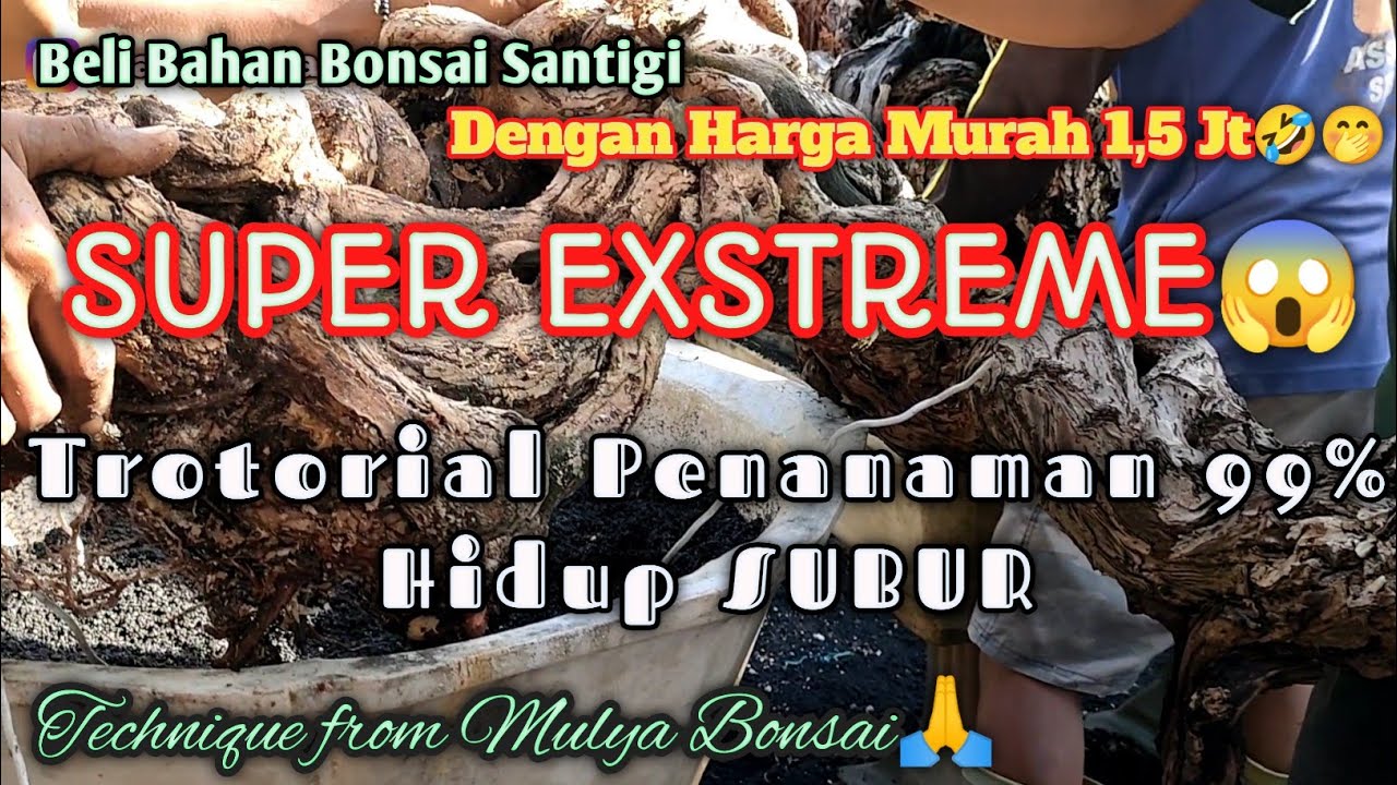 Beli Bahan Bonsai santigi Exstreme Murah meriah || Trotorial Penanaman 99% hidup subur